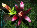 Redish/black lily