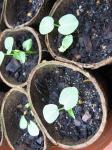 Texas Star Seedlings