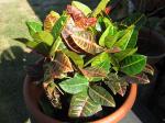 Croton