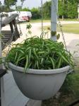 Spider Plant