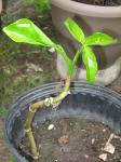 Philodendron tripartitum 