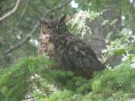 Short Eared Owl.