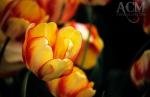 Darwin Hybrid Tulipa "Beauty of Spring"
