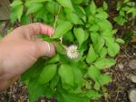 clematis