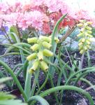 Yellow Muscari and Lewisia