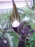 Arisaema sikokianum