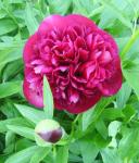 Paeonia officinalis