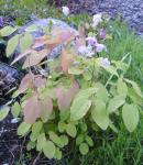 Mini Epimedium