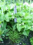 Dactylorhiza, Trillum and fern