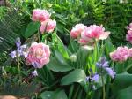 Tulips in a naturalized bed