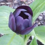 Queen of Night tulip