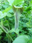 Arisaema triphyllum