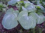 Hosta "Spilt Milk"