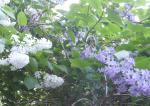 Syringa