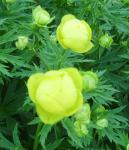 Trollius