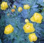 Trollius