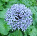 Allium giganteum