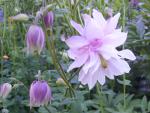 Aquilegia Barlow-cross