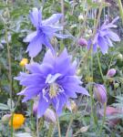 Aquilegia Barlow-cross