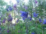 Aquilegias