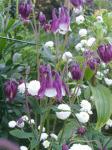 Aquilegia 