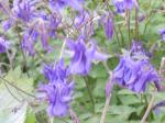 Aquilegia 