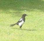 Magpie