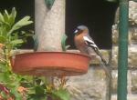 Chaffinch