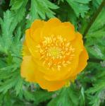 Trollius