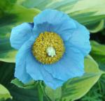 Meconopsis betonicifolia