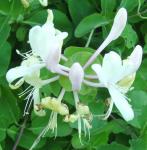 Lonicera caprifolium