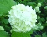 Viburnum opulus