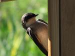 Tree Swallow