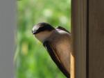 Tree Swallow