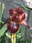 Bearded Iris