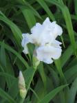 Bearded Iris...