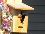 Tree Swallow  ( BirdCam Picture)