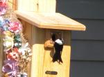 Tree Swallow ( BirdCam photo)