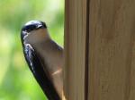 Tree Swallow