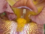 Inside a Bearded Iris