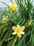  Apricot Sparkle Lilies at Mom's