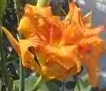 Orange Double Day Lily