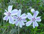 Phlox subulata