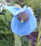 Meconopsis grandis