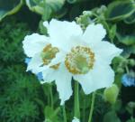 Meconopsis betonicifolia, white