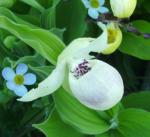 Cypripedium "Ulla Silkens"