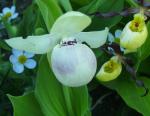 Cypripedium "Ulla Silkens"