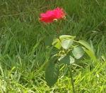 One lone red rose