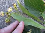 stem with blossom grows from center of leaf