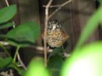 robin fledgling